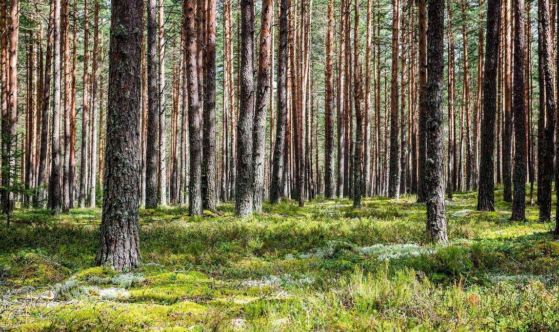 Mustola Timberillä silmiinpistävä parannus Finnoksen tukkiskannerilla