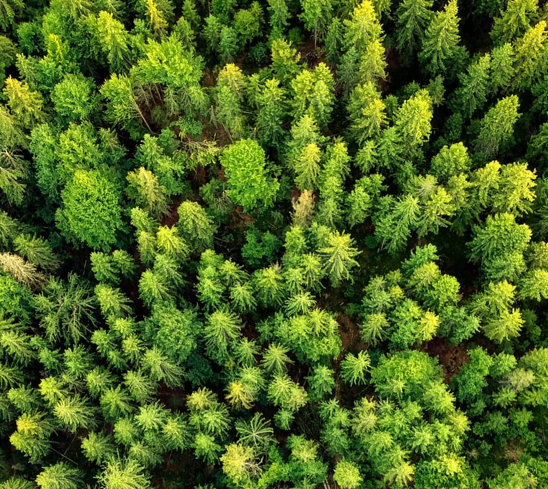  Tselluloosimass ja bioenergia - Finnos