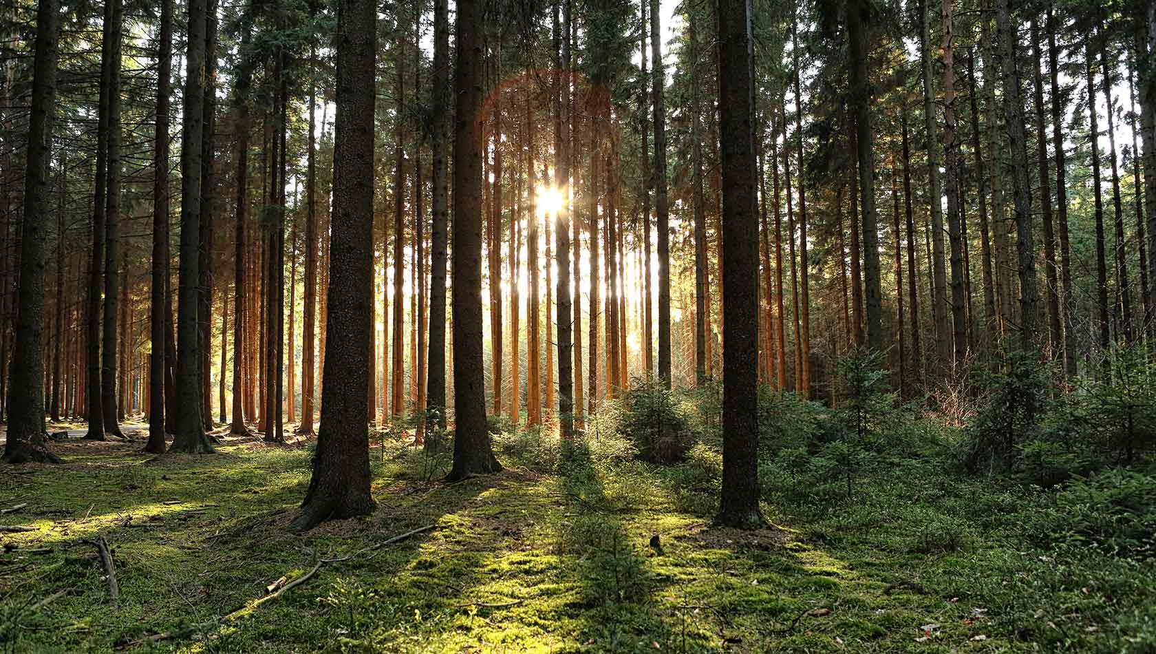 Finnos vann i tillväxtstigen för skogs- och naturföretagande